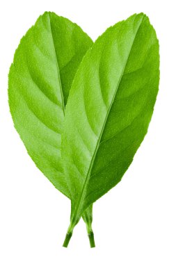 Citrus yaprakları beyaz arkaplanda yalıtılmış