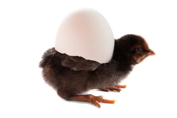 Petit poulet noir avec oeuf cassé isolé sur fond blanc — Photo