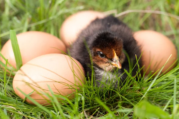 Baby kurczaka z jajkami w zielonej trawie — Zdjęcie stockowe