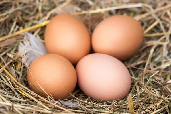 Cuatro huevos de gallina en el nido de paja —  Fotos de Stock