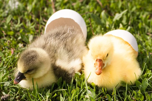 緑の草に壊れた卵と 2 つの小さな国内ゴスリング — ストック写真
