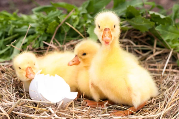 Trzy małe gosling krajowych z łamanego Skorupka jajka w gnieździe — Zdjęcie stockowe