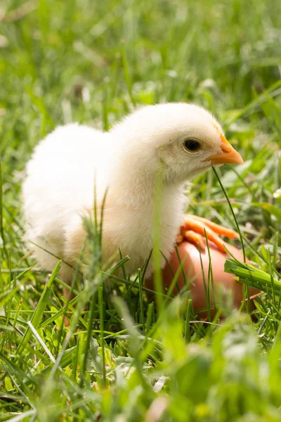 Baby kuřátko s vejcem v zelené trávě — Stock fotografie