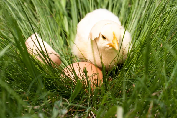 Galinha bebê com casca de ovo quebrada e ovo na grama verde — Fotografia de Stock