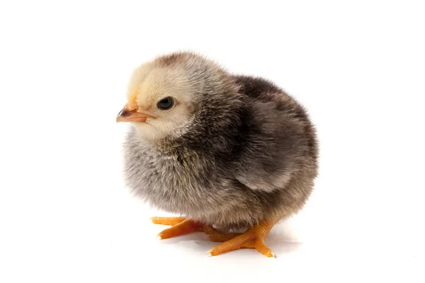 Mignon petit poulet isolé sur fond blanc — Photo