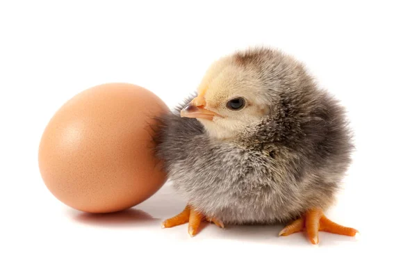 Mignon petit poulet avec oeuf isolé sur fond blanc — Photo