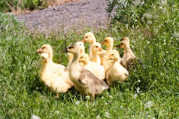 Una bandada de pequeños gansos pastando en hierba verde — Foto de Stock