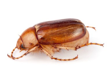 Mayıs böceği veya Cockchafer veya beyaz arka plan üzerinde izole baktım