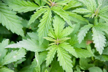 tam çerçeve esrar bitki örtüsü, arka plan duvar kağıdı