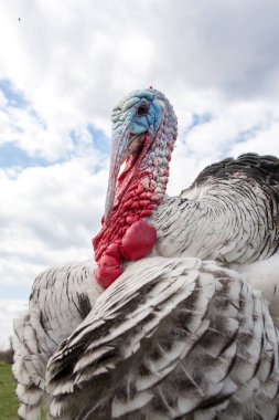 Türkiye erkek veya işkembe closeup bulutlu gökyüzü arka plan üzerinde