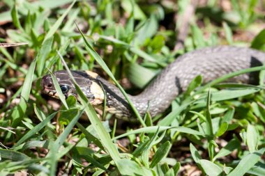 çim çimen yılan Natrix natrix