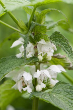 Isırgan bush ile beyaz çiçek çiçeklenme