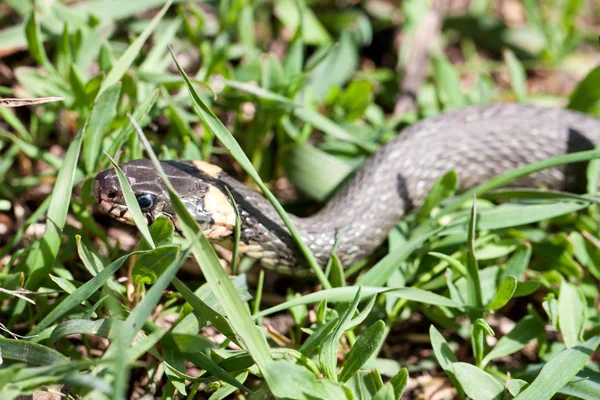 Serpent d'herbe Natrix natrix dans l'herbe — Photo