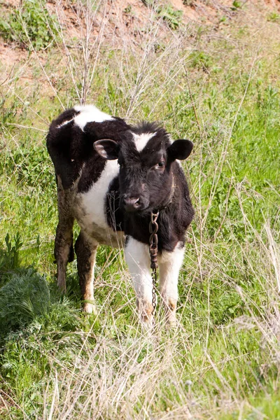 村の芝生の上で放牧若い汚い雄牛 — ストック写真