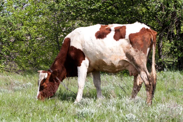 Köyün bir çayır üzerinde kahverengi ve beyaz inek grazes — Stok fotoğraf