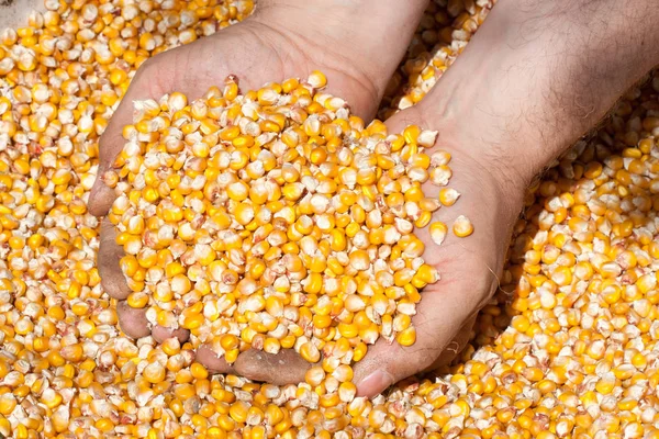 Arka plan olarak kurutulmuş Mısır elleri olan. Üstten Görünüm