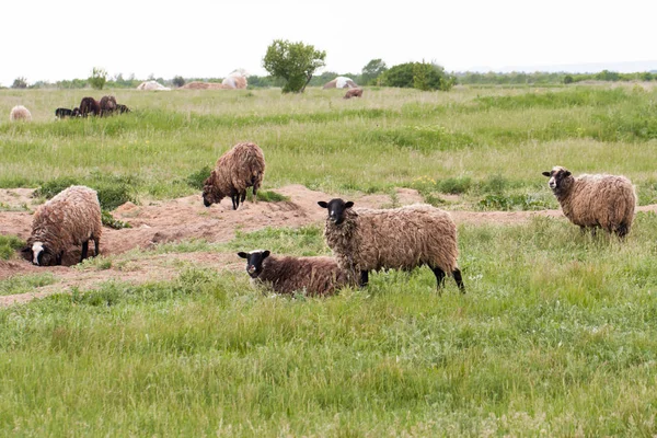 Stádo ovcí pasoucí se na louce — Stock fotografie