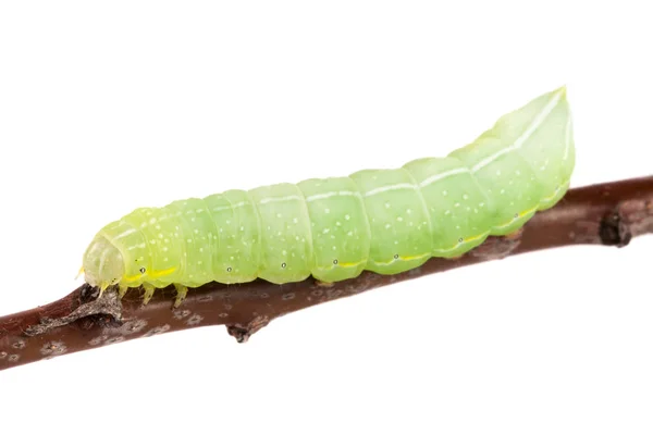 绿色的毛虫在白色背景上孤立的棍子 — 图库照片