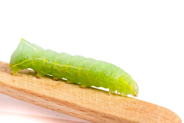 스틱 흰색 배경에 고립에 녹색 애벌레 — 스톡 사진