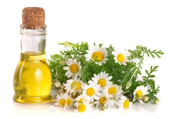 Botella con aceite esencial y flores frescas de manzanilla aisladas sobre fondo blanco —  Fotos de Stock
