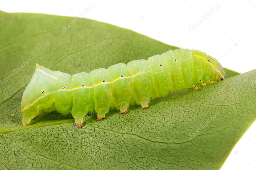 Green beautiful caterpillar on leaf close up