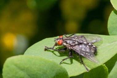 yakın çekim yaprak yeşil oturan böcek sinek