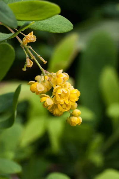 Um close-up da florescente baga Berberis amurensis. Foco seletivo, DOF superficial — Fotografia de Stock