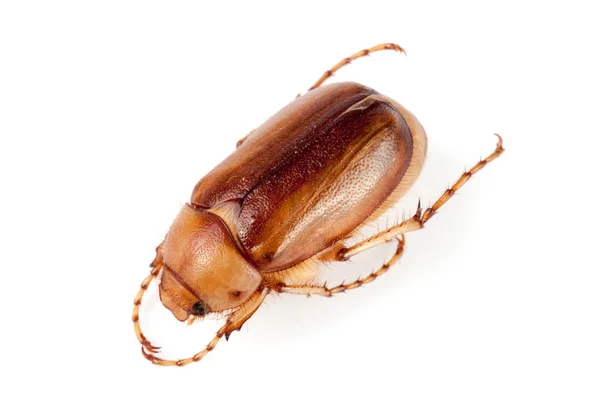 Pode besouro ou Cockchafer ou Melolontha isolado no fundo branco — Fotografia de Stock