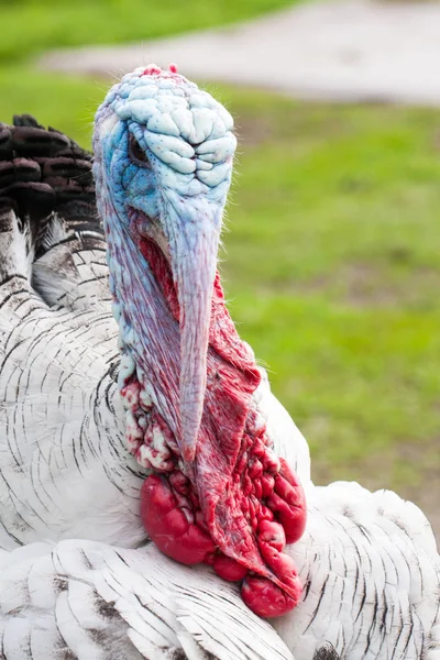 Retrato de un pavo macho o gobbler de cerca sobre un fondo verde — Foto de Stock