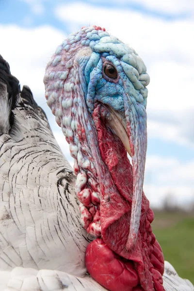 Pavo macho o gobbler primer plano sobre el cielo nublado fondo — Foto de Stock