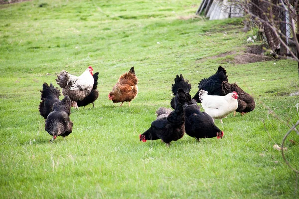 Galo e galinhas pastam na grama verde — Fotografia de Stock