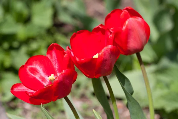 Três tulipas vermelhas crescem no parque — Fotografia de Stock