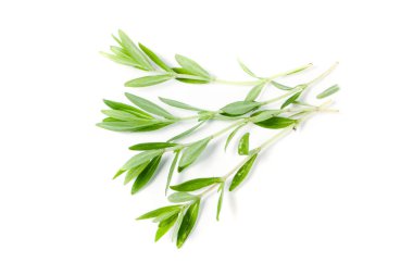 Beyaz bir arka plan üzerinde izole taze kekik fışkın