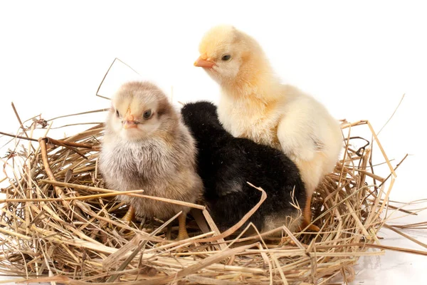 Κοτόπουλο τρεις μωρό στη φωλιά άχυρο σε λευκό φόντο — Φωτογραφία Αρχείου