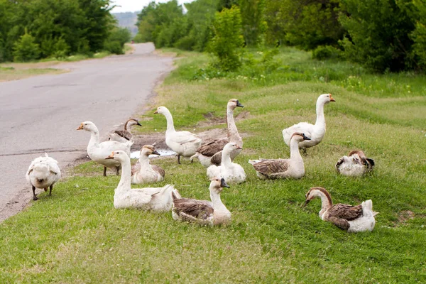 Flock of geese on the grass near the road — Stock Photo, Image