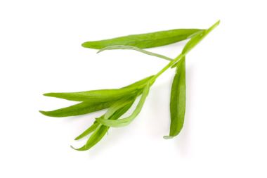 Beyaz bir arka plan üzerinde izole tarhun fışkın. Artemisia dracunculus