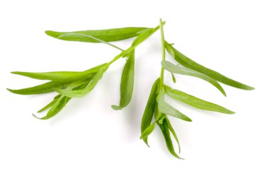 Beyaz bir arka plan üzerinde izole tarhun fışkın. Artemisia dracunculus