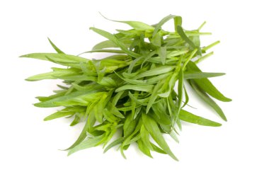 Beyaz bir arka plan üzerinde izole tarhun. Artemisia dracunculus