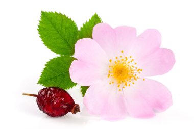 Kuşburnu çiçek ve yaprak beyaz arka plan üzerinde izole meyve