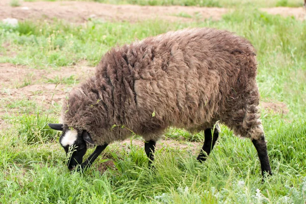 Moutons avec pâturage de laine sale dans une prairie — Photo