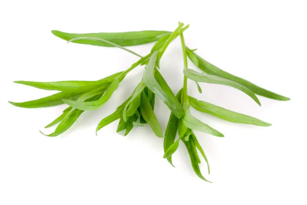 Gałązka estragonu na białym tle na białym tle. Artemisia dracunculus — Zdjęcie stockowe