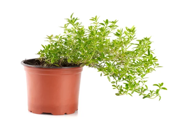 Herbes de thym en pot isolé sur fond blanc — Photo