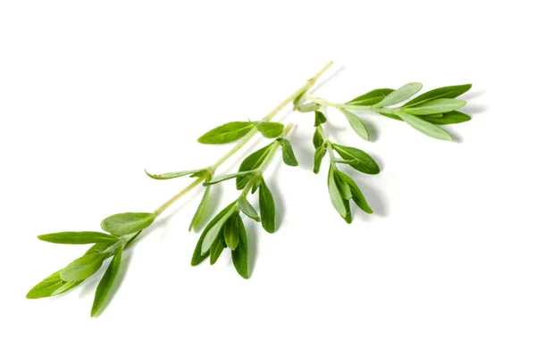 Sprig of fresh thyme isolated on a white background — Stock Photo, Image