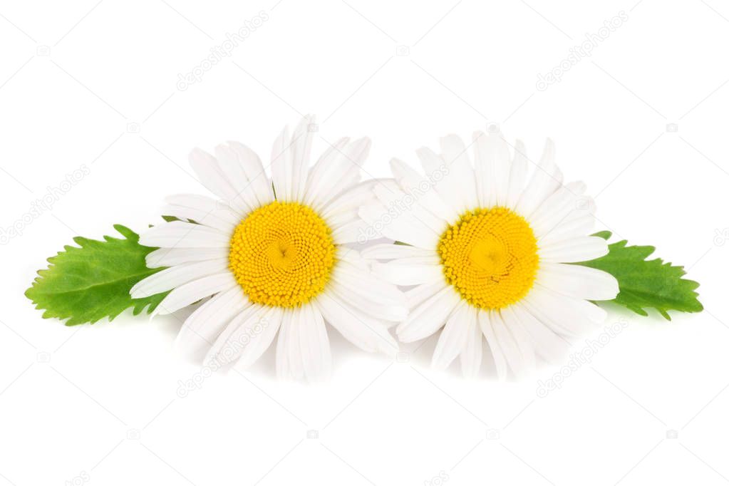 two chamomile or daisies with leaves isolated on white background
