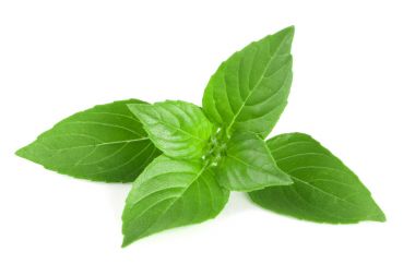 Beyaz arka plan closeup izole fesleğen bitki yaprakları