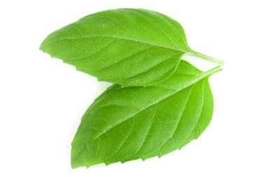 Beyaz arka plan closeup izole fesleğen bitki yaprakları