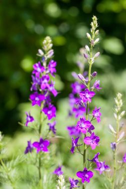 Larkspurs veya Delphinium ajacis bir mutfak Bahçe