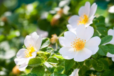 bush yakın çekim beyaz kuşburnu çiçek