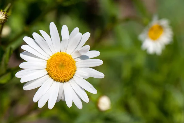 Blommande kamomill i fältet. Ovanifrån — Stockfoto