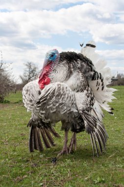 Türkiye erkek veya işkembe closeup mavi gökyüzü ile yeşil çimenlerin üzerinde